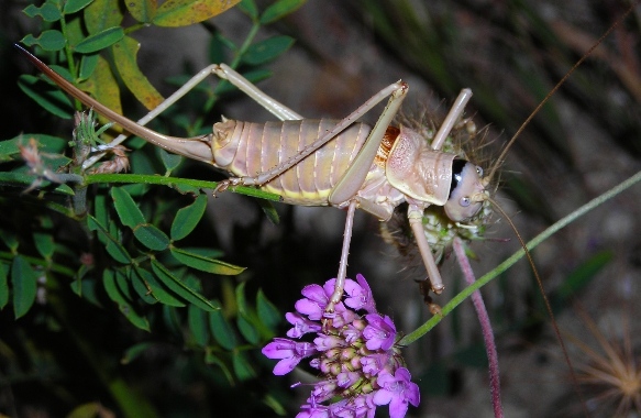 Ephippiger sp. (Orthoptera, Bradyporidae)